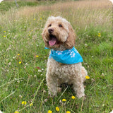 Dog Bandana